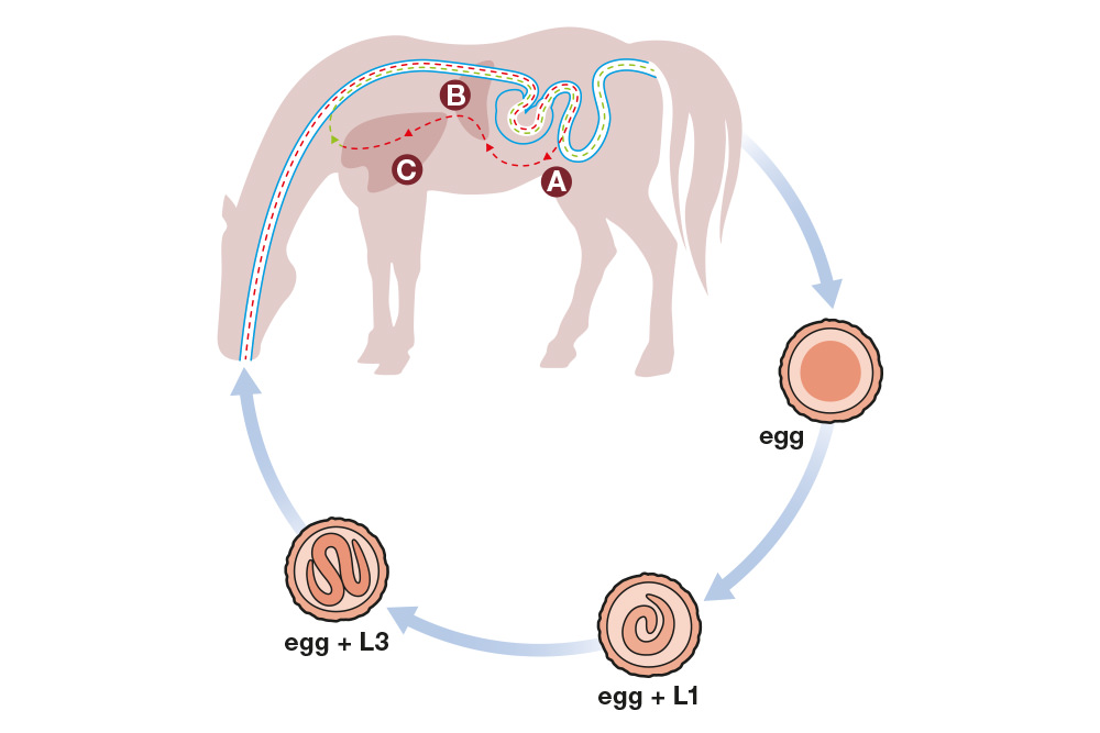 Parasite life cycle illustration