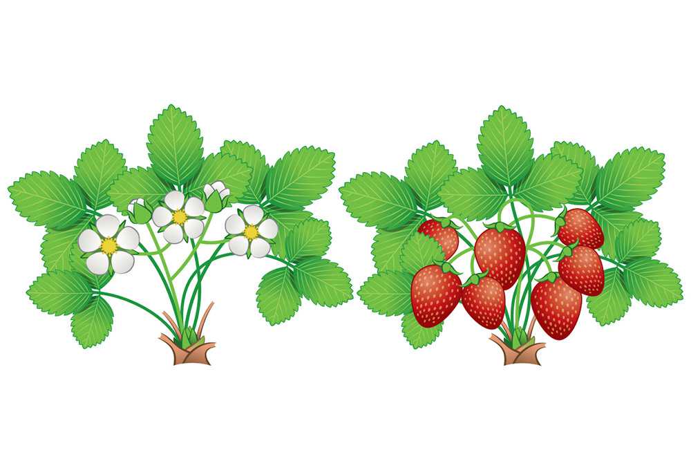 Strawberry growth stages