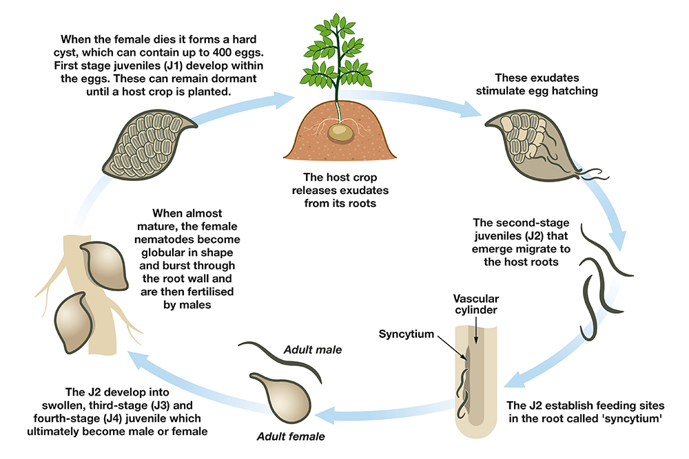 Bayer potato cyst nematode life cycle